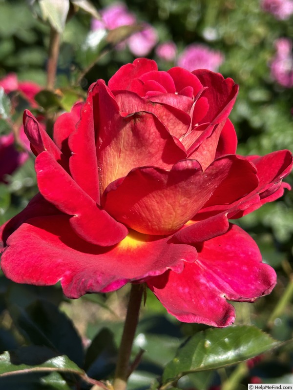 'Monte Carlo Country Club ®' rose photo