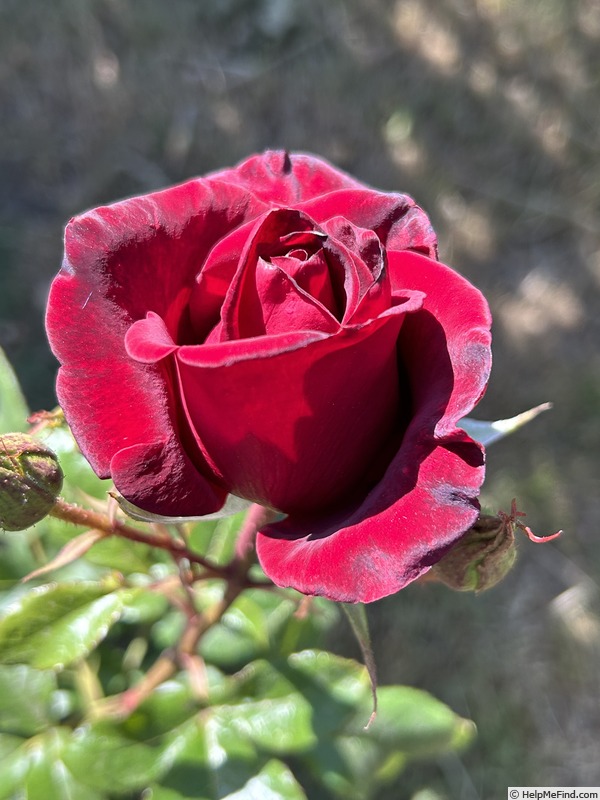 'Black Magic ® (hybrid tea, Evers/Tantau, 1995)' rose photo