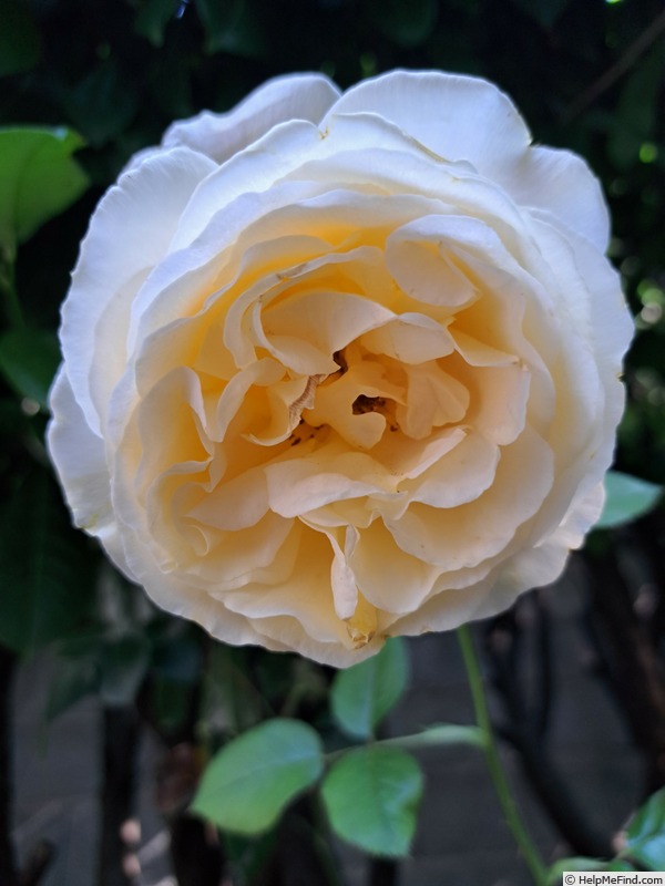 'Bataclan ®' rose photo