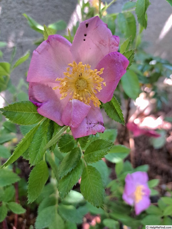 'Jam-a-licious ®' rose photo