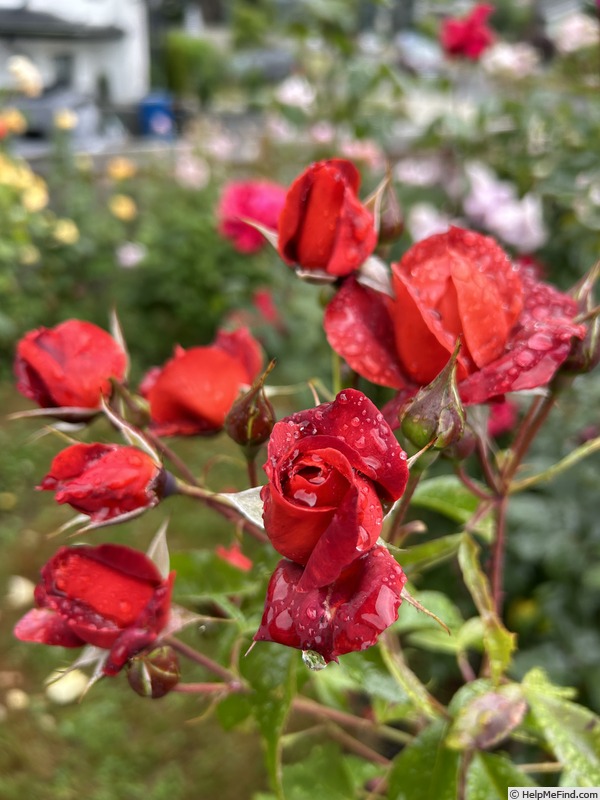 'Hot Cocoa ™ (Floribunda, Carruth, 2002)' rose photo