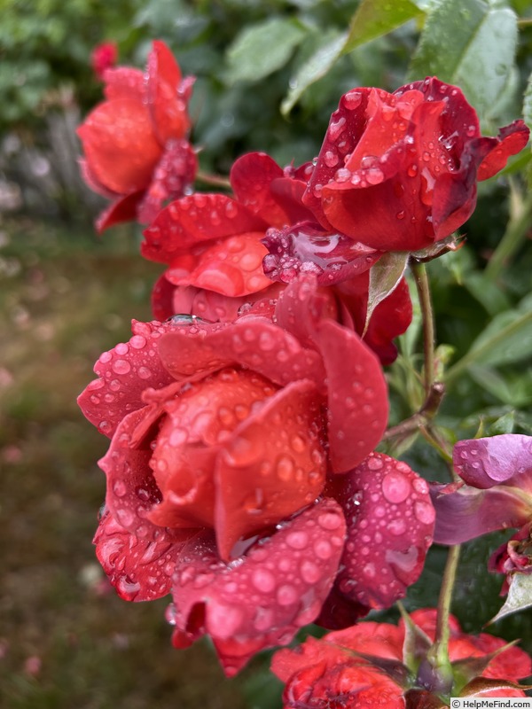 'Hot Cocoa ™ (Floribunda, Carruth, 2002)' rose photo