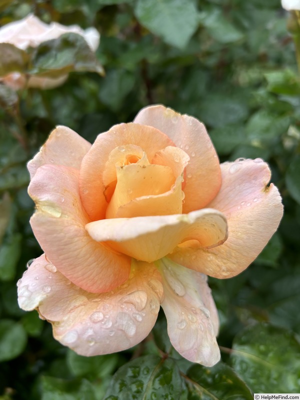 'King's Macc' rose photo