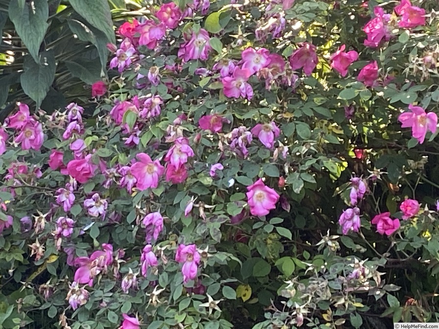 'Schoener's Nutkana' rose photo