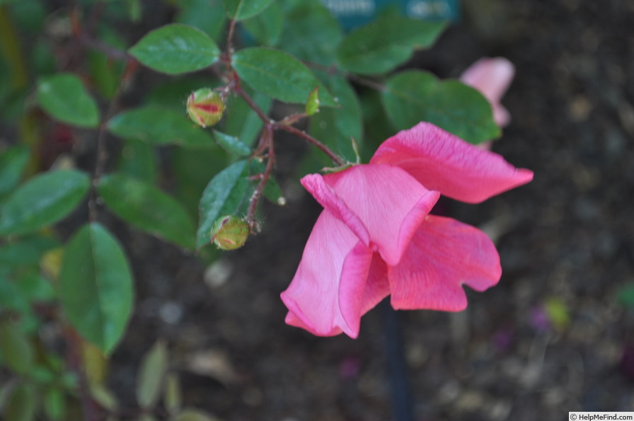 'Bengal Crimson' rose photo