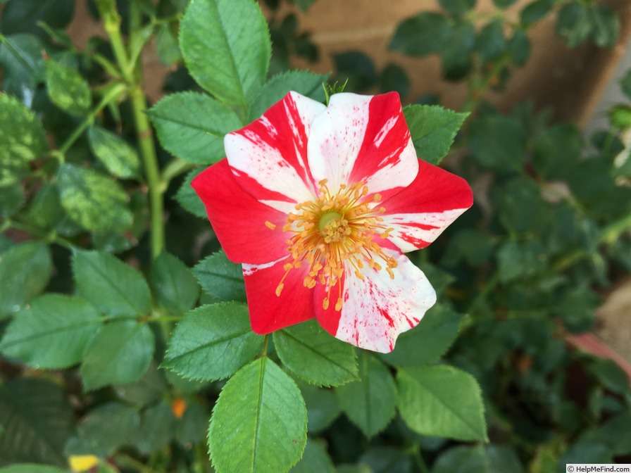 'Dorothy Rose' rose photo