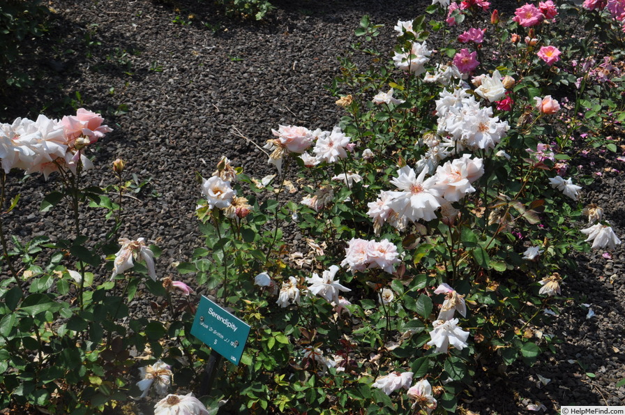 'Serendipity (shrub, Buck, 1978)' rose photo