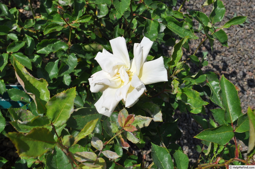 'Folksinger (Shrub, Buck, 1985)' rose photo