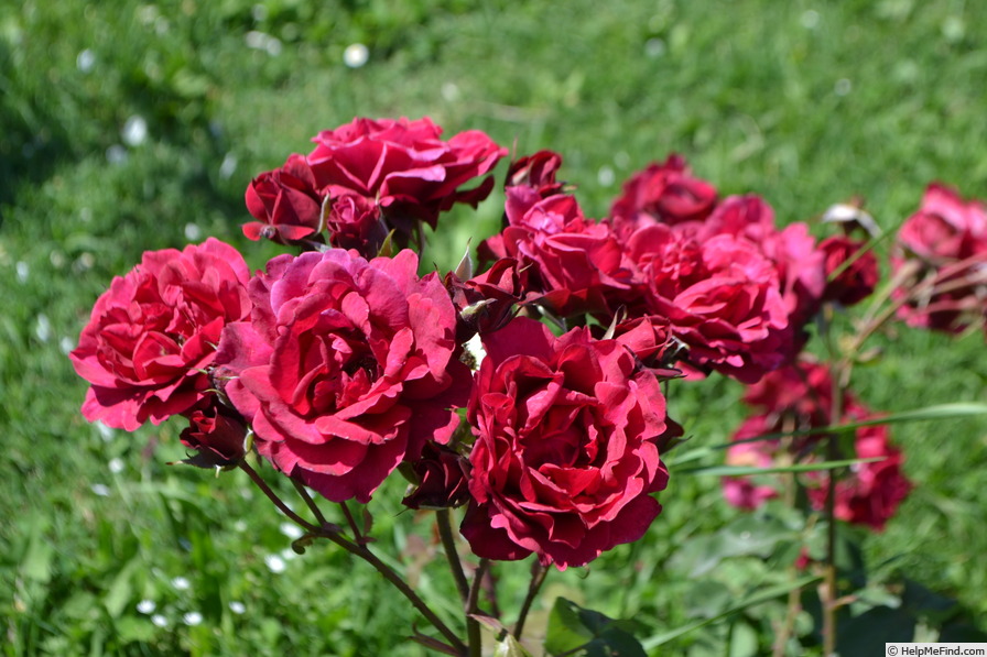 'Pironti Tornedos' rose photo