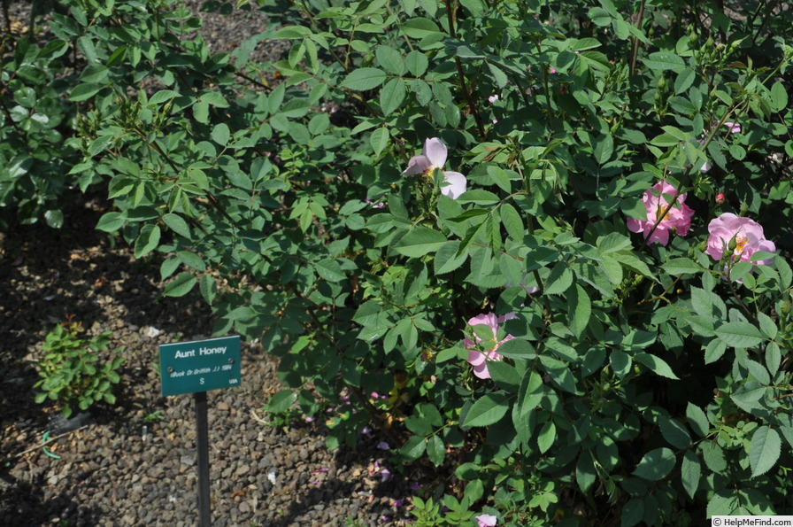 'Aunt Honey' rose photo