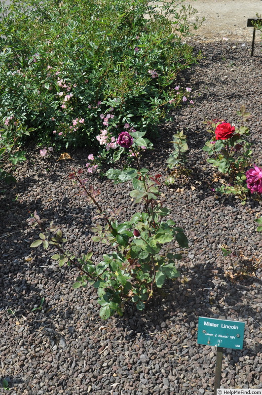 'Mister Lincoln' rose photo
