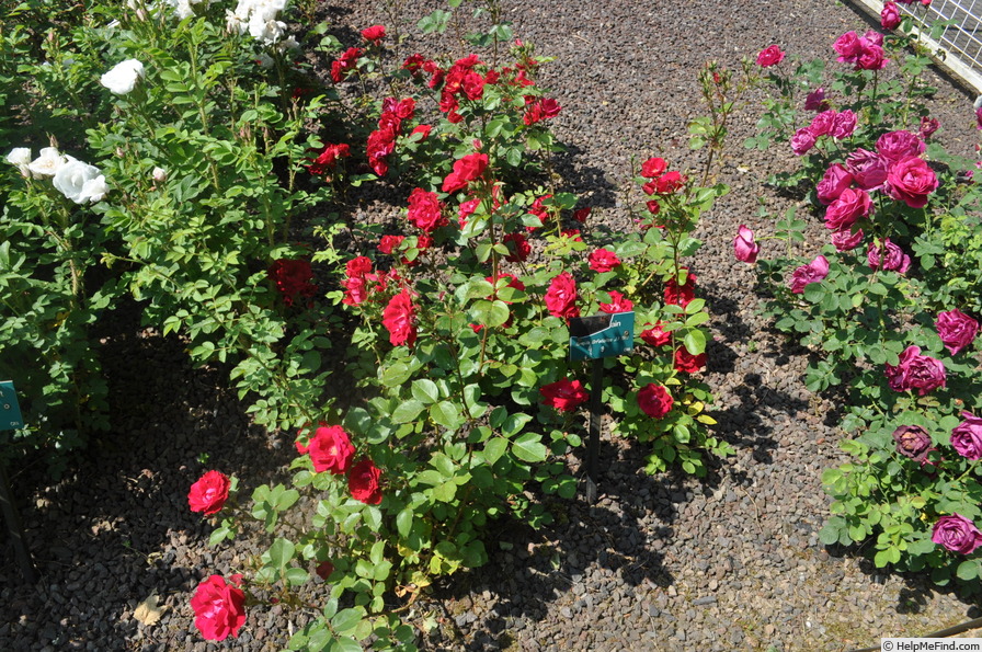 'Champlain' rose photo