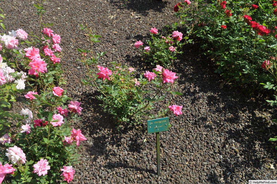 'De Montarville' rose photo
