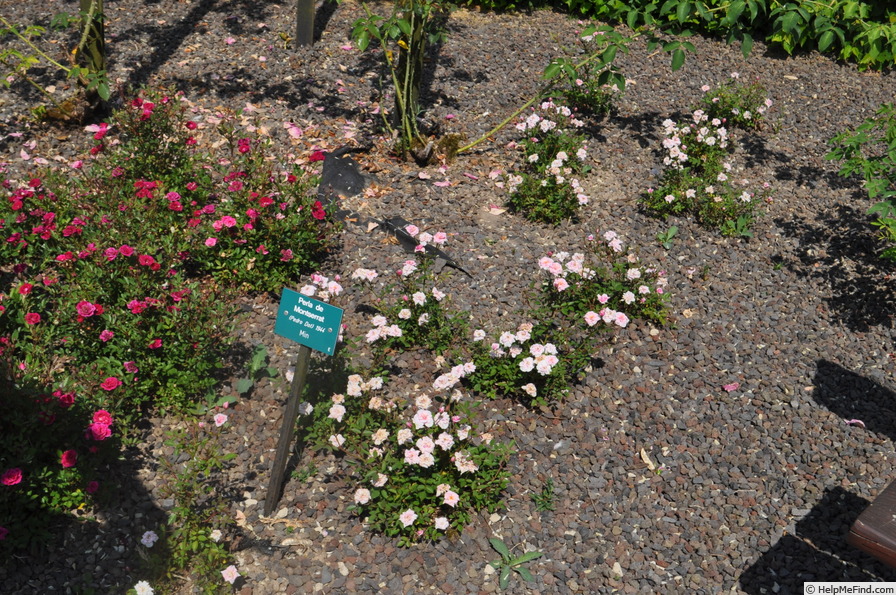 'Perla de Montserrat' rose photo