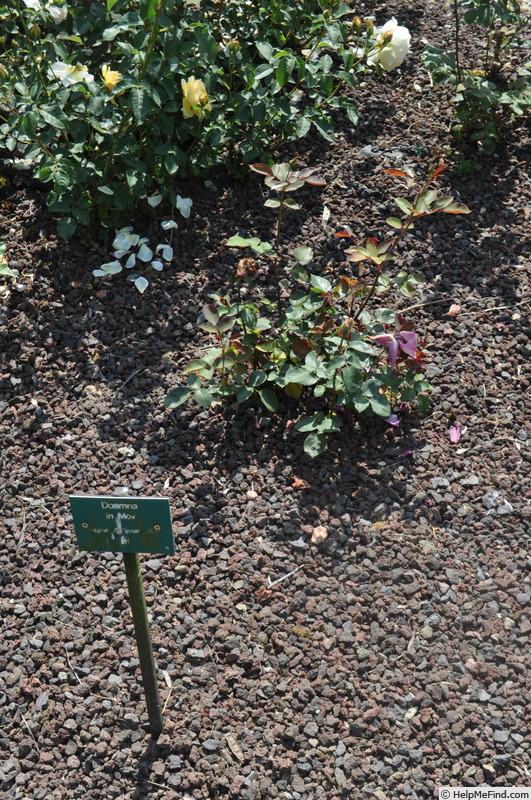 'Doamna in mov' rose, click to enlarge 'Doamna in mov' rose photo