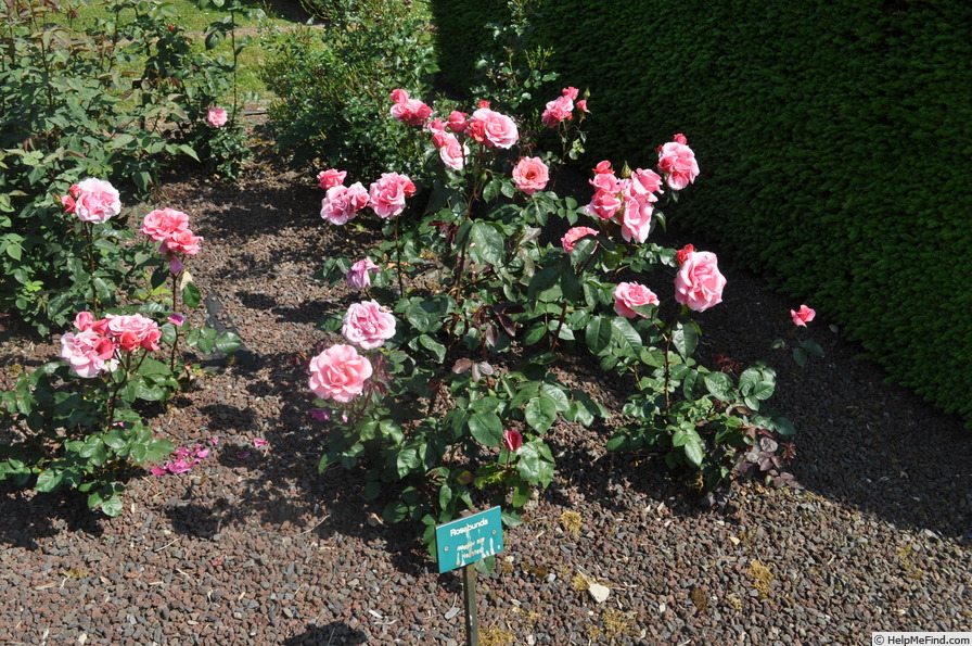 'Rosabunda' rose photo