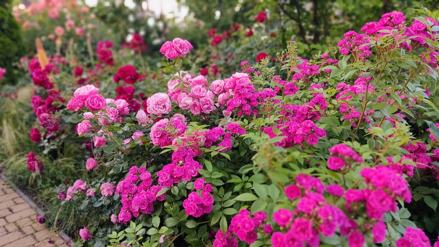 'Marita's Garden'  photo