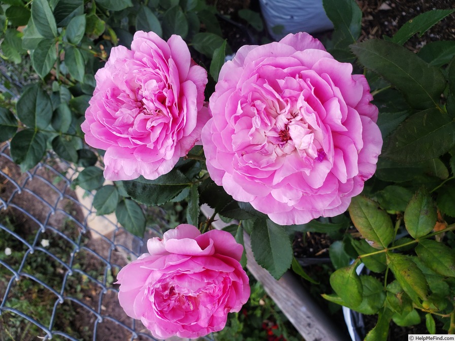 'Orchid Romance ®' rose photo