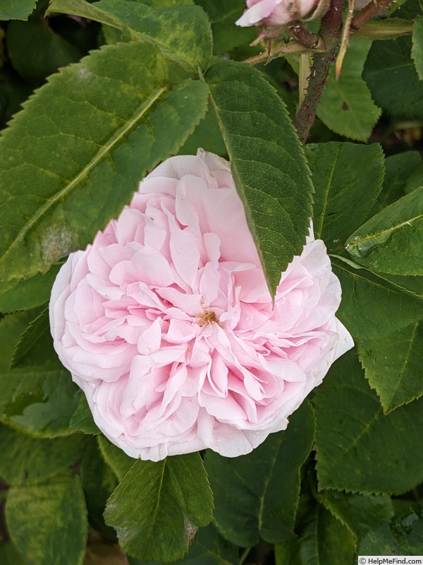 'Caroline de Sansal' rose photo