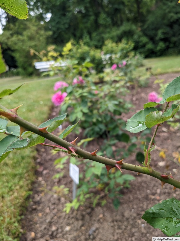 'Blanche Lafitte' rose photo