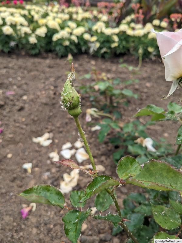 'Prince de Bulgarie' rose, click to enlarge 'Prince de Bulgarie' rose photo