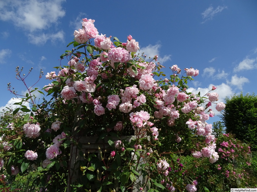 'Mortimer Sackler' rose photo