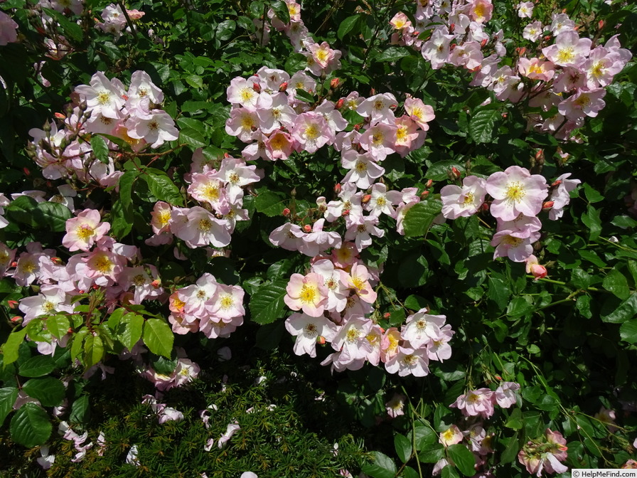 'Rosy Cushion ®' rose photo