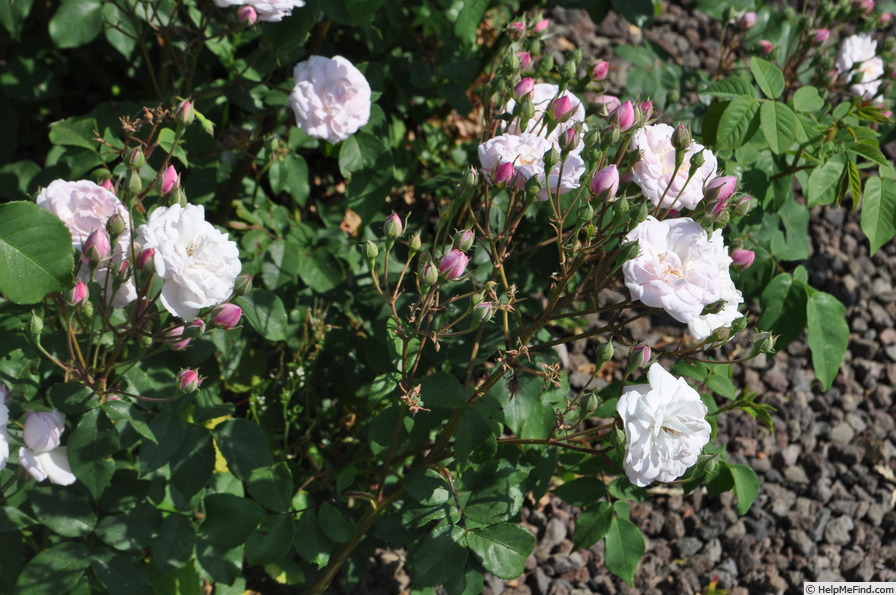 'Multiflore de Vaumarcus' rose photo