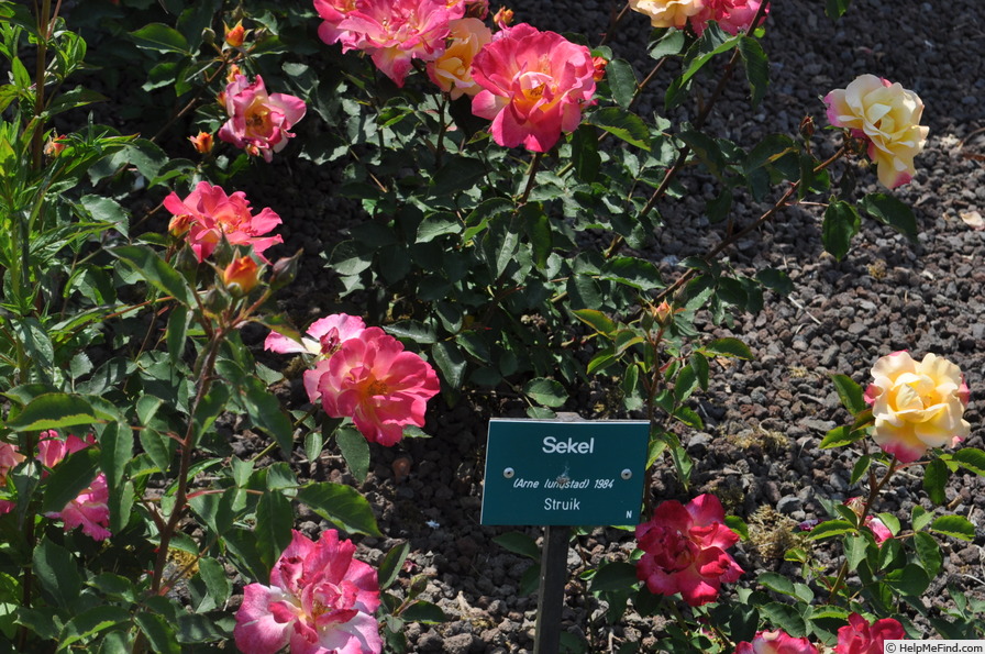 'Sekel' rose, click to enlarge 'Sekel' rose photo