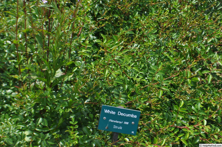 'White Decumba' rose photo