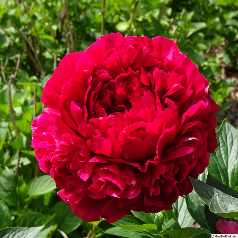 'Henry Bockstoce' peony photo