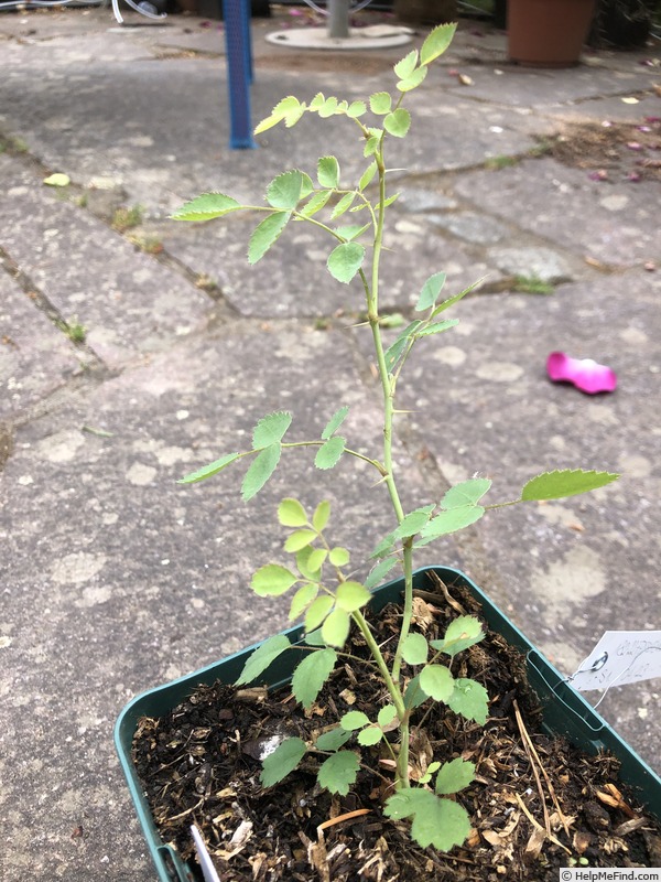 'AKA 182-22' rose photo
