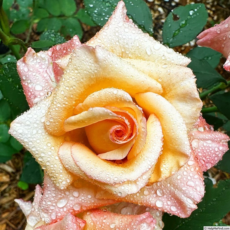 'Shannon Lanaya' rose photo