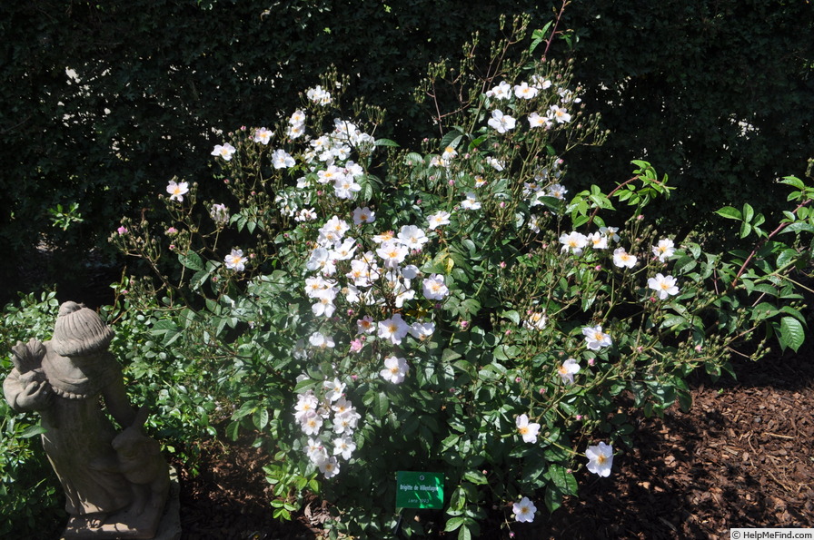 'Brigitte de Villenfagne' rose photo