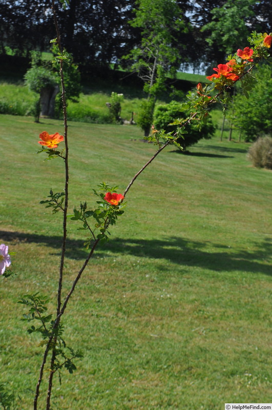 'R. foetida bicolor' rose photo