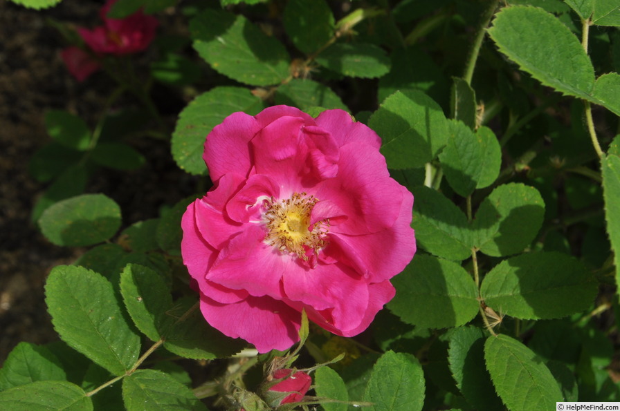 'Duchess of Portland (damask perpetual, before 1775)' rose photo