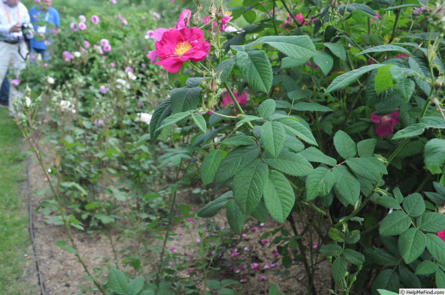 '<i>Rosa gallica splendens</i> (syn. Valarno-rose)' rose photo