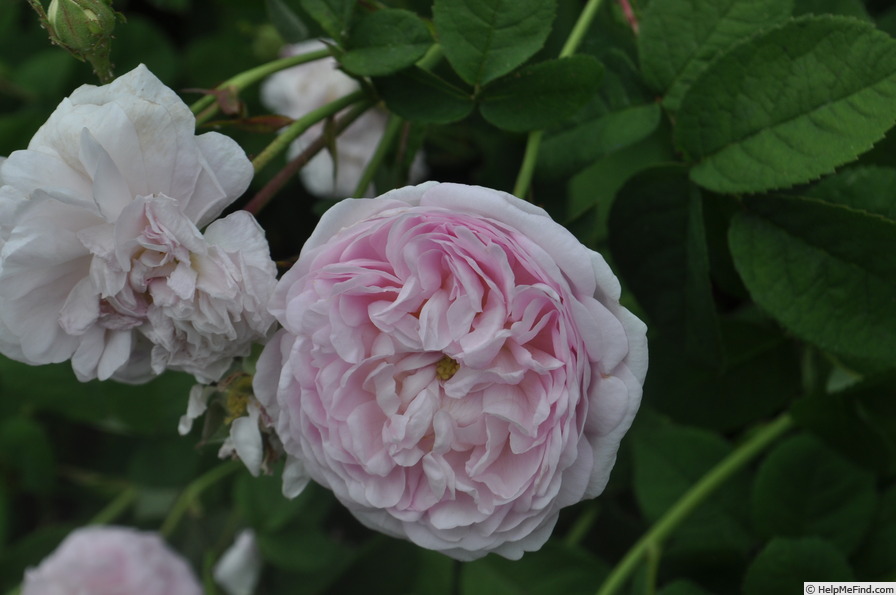 'Rose de Schelfhout' rose photo