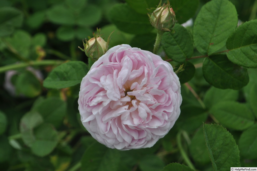 'Rose Schelfhout' rose photo