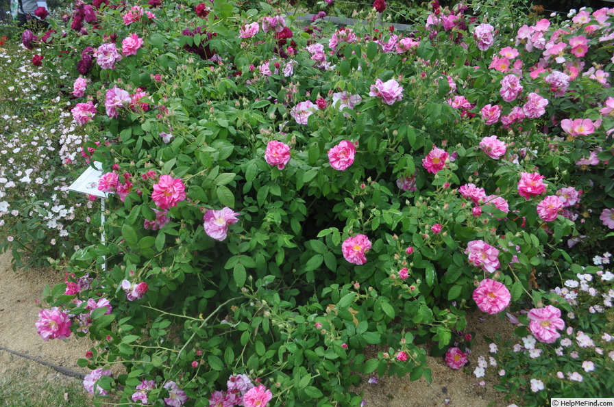 'Versicolor (gallica, unknown, before 1658)' rose photo