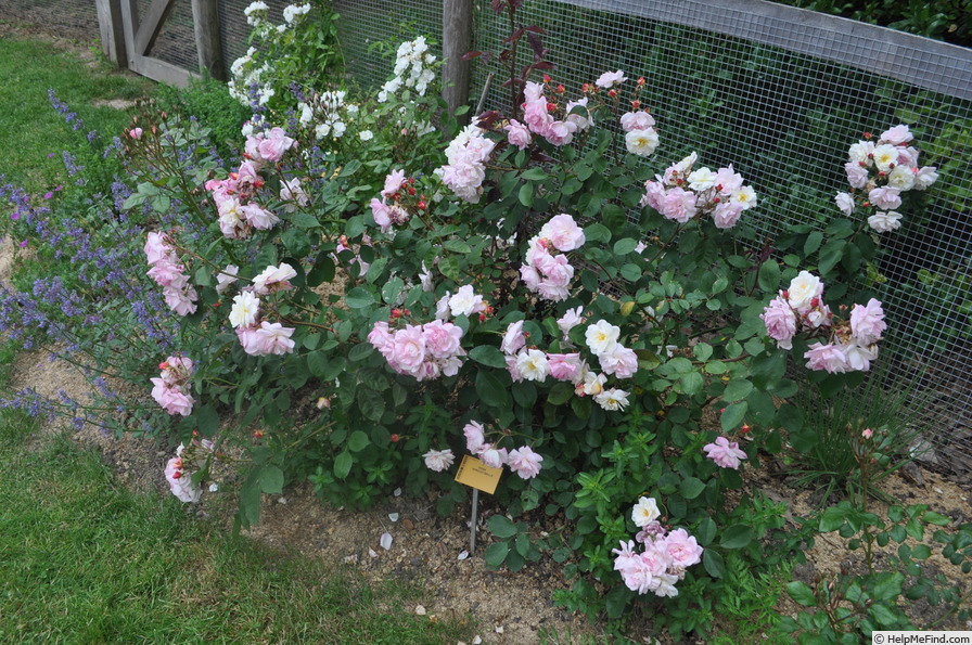 'Apricot Bells' rose, click to enlarge 'Apricot Bells' rose photo
