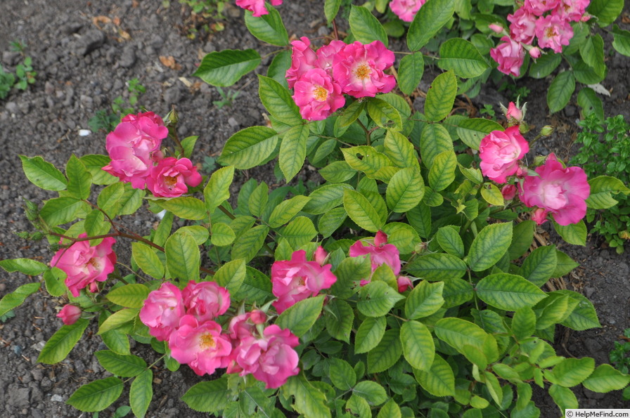 'Rivierenhof' rose photo