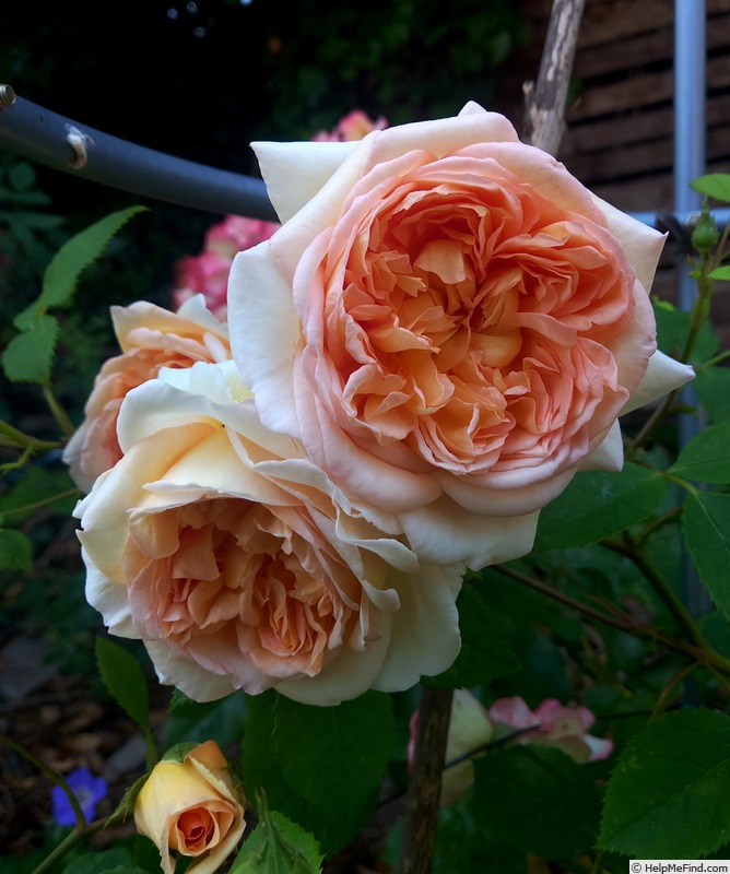 'Bathsheba' rose photo