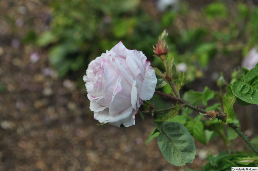 'La Rubanée' rose photo