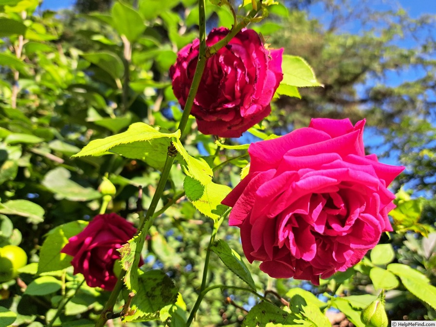 'George Dickson' rose photo