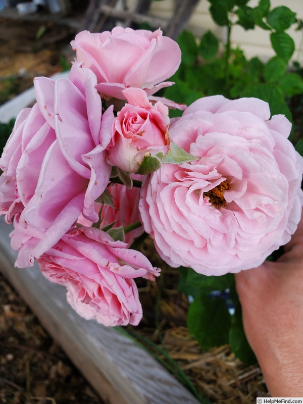 'Parfuma Summer Romance' rose photo