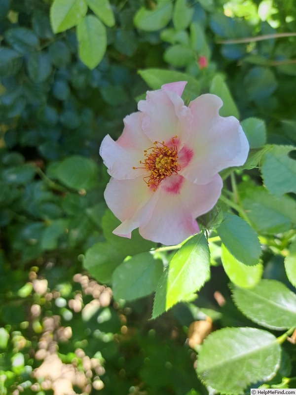 'Peace and Love ® (hybrid hulthemia, Warner, 2006)' rose photo