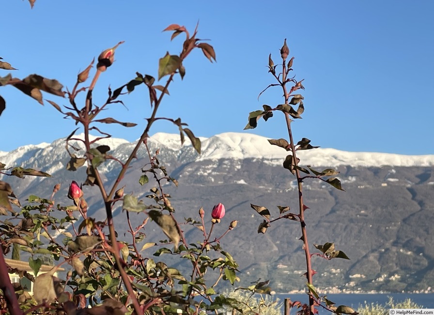 'Archiduc Joseph' rose, click to enlarge 'Archiduc Joseph' rose photo