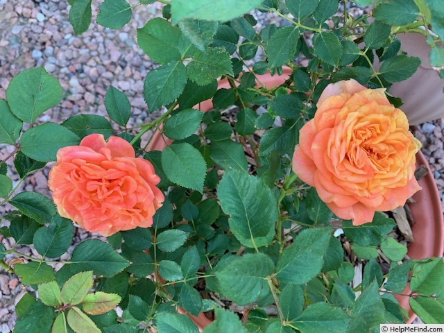 'Crazy Love Sunbelt ®' rose photo