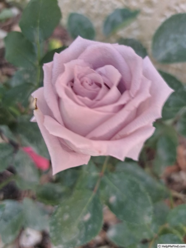 'Aloha (cl. hybrid tea, Boerner before 1949)' rose photo